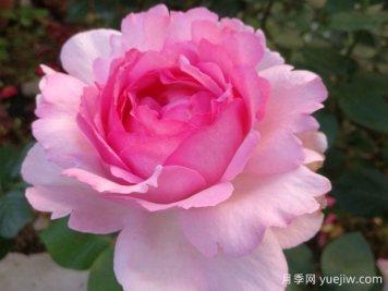 伊芙系列月季，花大濃香多季開花的月季