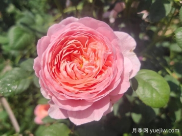 瑞典女王月季優(yōu)缺點(diǎn)及日常養(yǎng)護(hù)