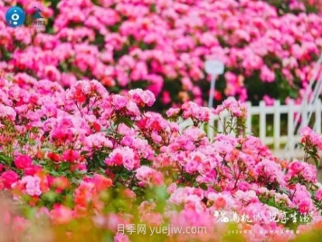 2024年第二屆杭州市月季花展舉辦，賞500萬株月季