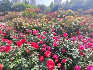 鄭州月季公園40萬株月季競相綻放，感受花漾生活