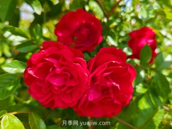 月季紅木香爆花機器，花艷麗花量大花期長
