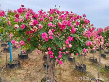 四季開花的胭脂扣月季，這些優(yōu)點(diǎn)非常出色