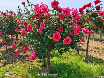 有院子的花友要養(yǎng)幾棵樹(shù)狀月季，花開(kāi)艷麗讓人羨慕