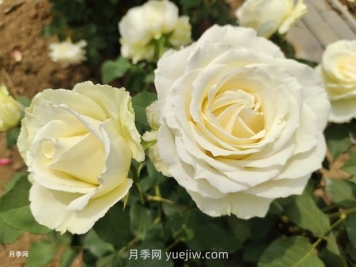 月季有紅蜘蛛，一勺洗潔精兌水居然能搞定
