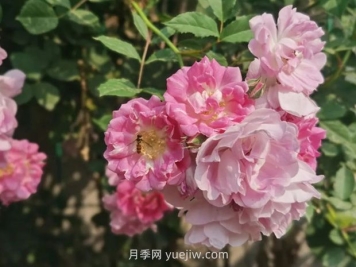 通俗版：薔薇、月季、玫瑰分辨指南