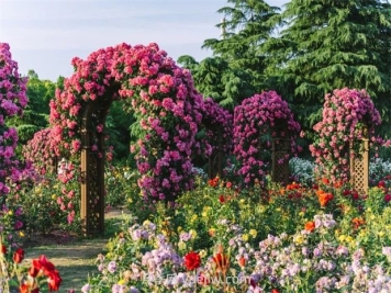 月季天花板，上海濱江森林公園浪漫的月季花墻盛開