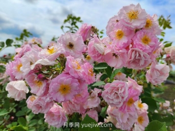 薔薇幾月份開花？