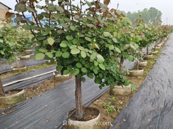 低桿地面缽月季樹基地，控根缽高成活