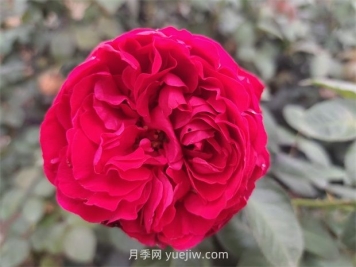 送月季花(切花玫瑰)幾朵各代表什么意思？