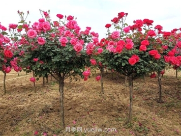月季樹價(jià)格？