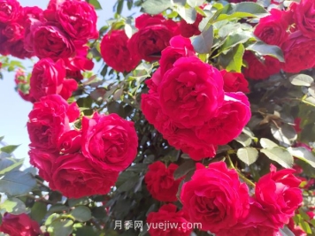 弗洛倫蒂娜月季，爆花健壯抗病耐寒正紅色爬藤王者
