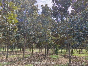 廣玉蘭什么時(shí)候種植存活率高生長好？