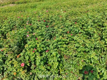 薔薇種子什么時(shí)候播種好？