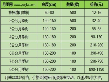 3公分月季樹多少錢？2025年樹狀月季新價格