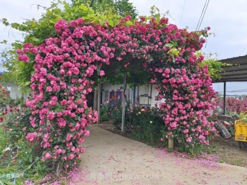 如何以造型月季為主題打造迷人花園？
