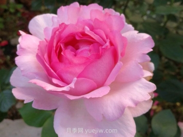 伊芙貴族香水月季的優(yōu)缺點(diǎn)是什么？