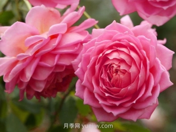 銀禧慶典月季的優(yōu)缺點(diǎn)是什么？