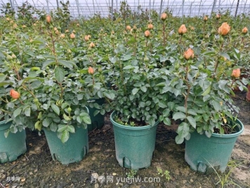 夏季月季管理做好這5點(diǎn)，長(zhǎng)勢(shì)旺盛，秋花更美