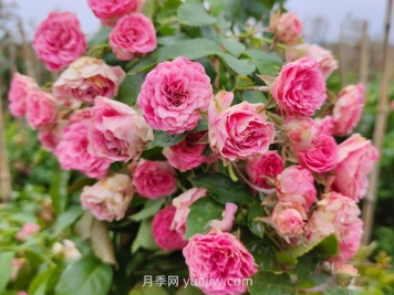 胭脂扣月季花的優(yōu)缺點(diǎn)是什么？
