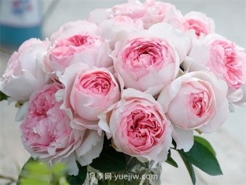 伊芙乙女心月季的優(yōu)缺點是什么？