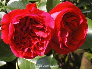 紅色龍沙寶石月季的優(yōu)缺點(diǎn)是什么？