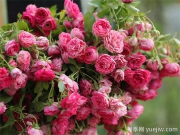 胭脂扣月季的優(yōu)缺點(diǎn)分析，爆花藤本海洋