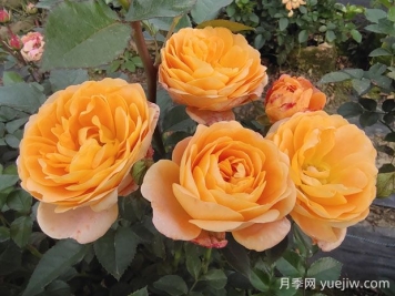 果汁陽臺月季的優(yōu)缺點是什么？