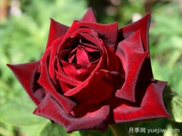玫昂爸爸月季的優(yōu)缺點是什么？