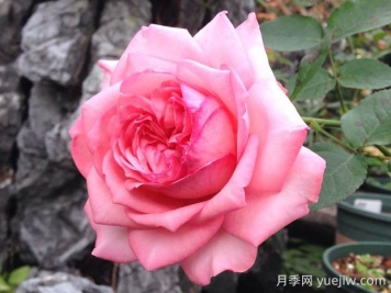 伊芙新娘月季的優(yōu)缺點是什么？