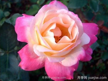 雜技表演月季的優(yōu)缺點(diǎn)是什么？