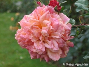 阿羅哈月季的優(yōu)缺點(diǎn)是什么？