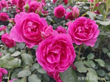 月季文化，此花無日不春風(fēng)