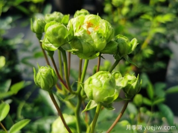 推薦10種美麗的綠色系月季，唯美清新，多款國月