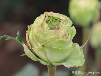 推薦6種綠色系月季品種，清新脫俗，難得一見