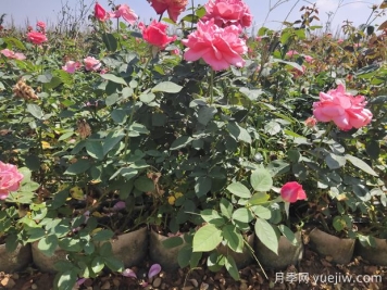 導(dǎo)致盆栽大花月季苗爛根的要素有什么？