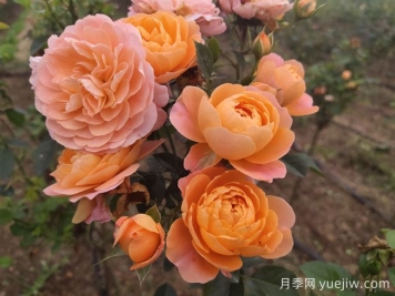 如何栽培適合初學者的月季花品種？