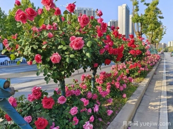 南陽月季，月季之鄉(xiāng)譽滿全球