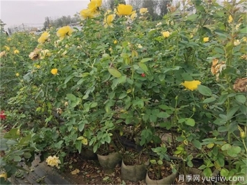 夏季月季花常見(jiàn)的8大問(wèn)題和應(yīng)對(duì)方法
