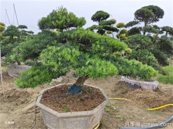 造型松的造型類型特點(diǎn)和應(yīng)用場景有哪些？