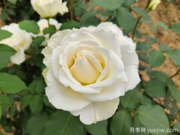 推薦10款白色系月季品種，每一款都經(jīng)典