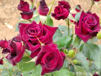 自己做澆花營養(yǎng)水，月季蹭蹭冒花苞