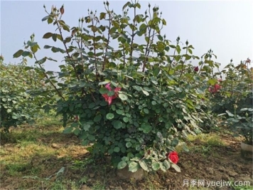 什么標準的花木原冠苗好？