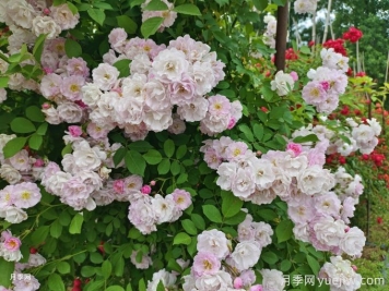 紫薇與薔薇有什么不同？