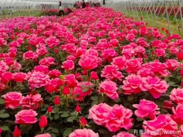 讓月季花開滿園？通過四大關(guān)鍵步驟