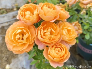 為什么一定要養(yǎng)果汁陽臺月季花？有何魅力