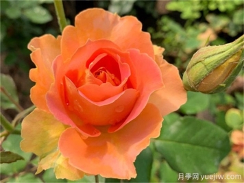 推薦10款變色月季品種，顏色多變，好看又好養(yǎng)