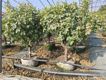 全國月季11月花事，南賞花北過冬
