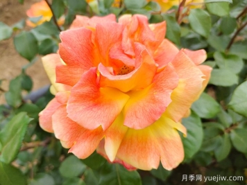 中國十大名花，誰是你心中最美的花