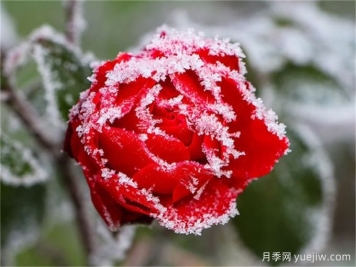 做好這些準(zhǔn)備，月季冬剪事半功倍