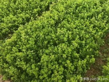 春天綠籬栽植養(yǎng)護(hù)辦法，大大減少死亡率